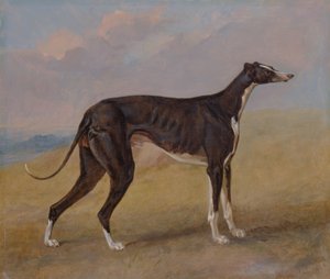 Turk, en vinthund, som tillhör George Lane Fox